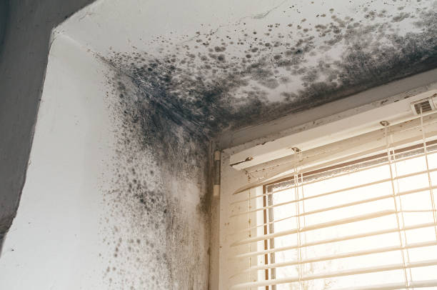 Affordable Mold Cleanup solutions in Portsmouth, VA