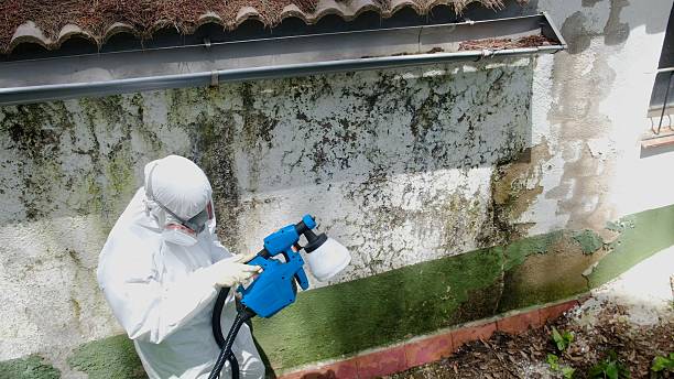 Top rated local Mold Cleanup specialists in Portsmouth, VA